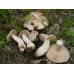 Мицелий Энтоломы садовой  (Entoloma clypeatum)